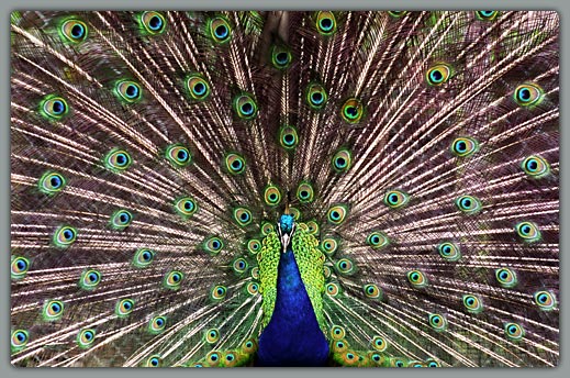 Peacock #1 (centered)