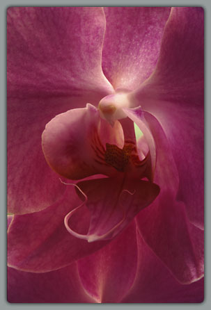 Pink Orchid #1