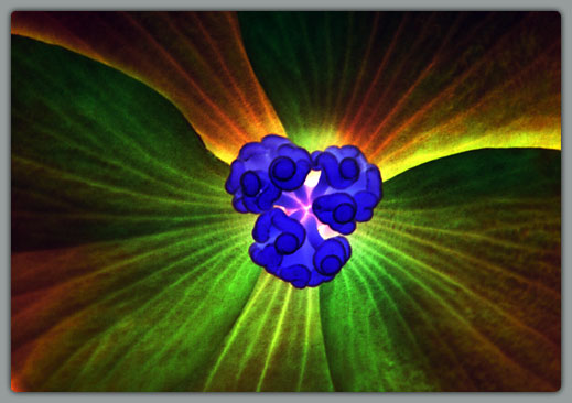 Smurf Flower