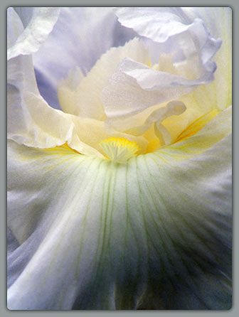 White Iris (enhanced)