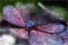 Hydrangea (multicolored)