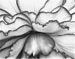 Black & White Begonia