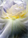 White Iris (Enhanced)